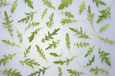 Kh Rucola 250g BW